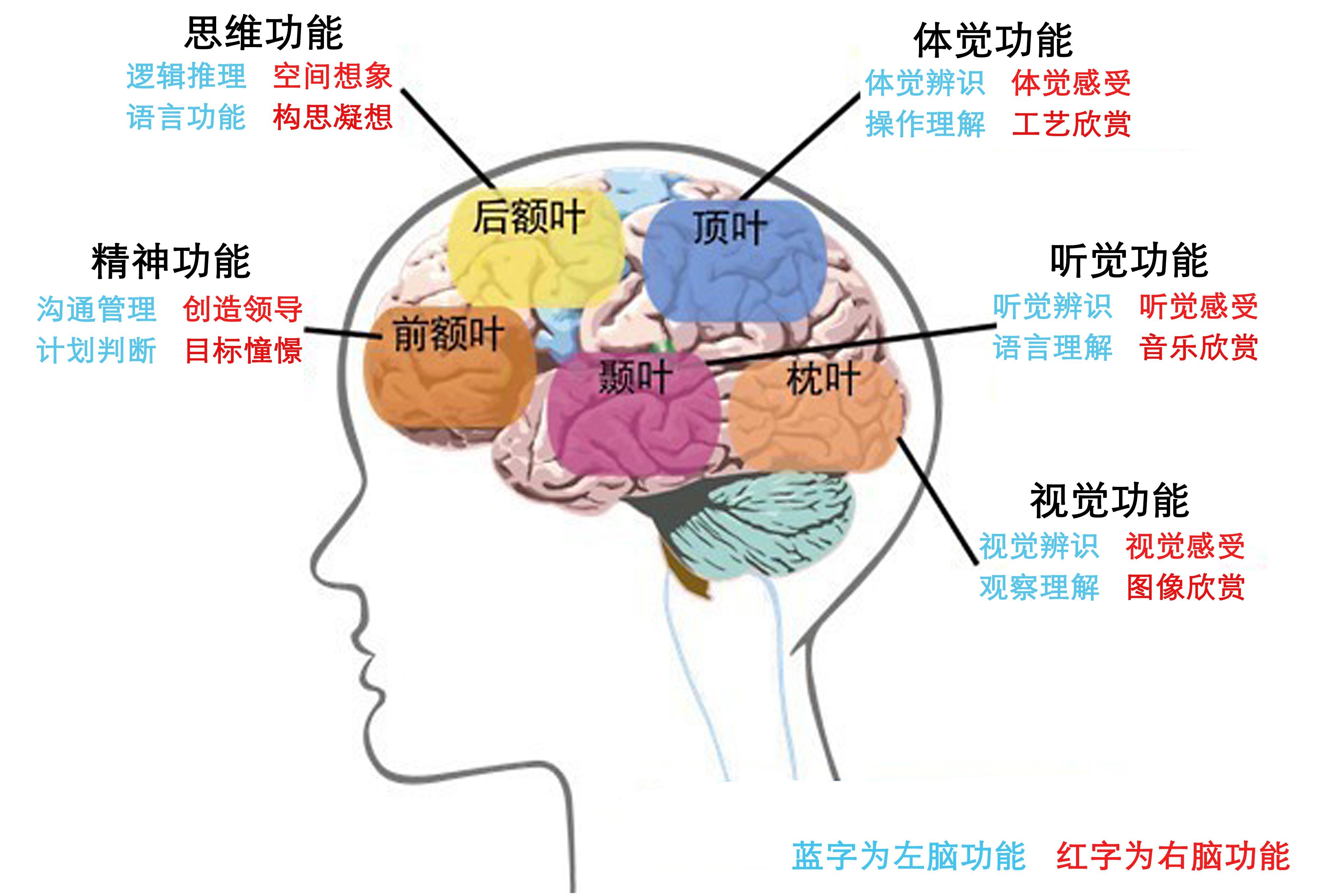 泪点低可能与大脑神经发达有关