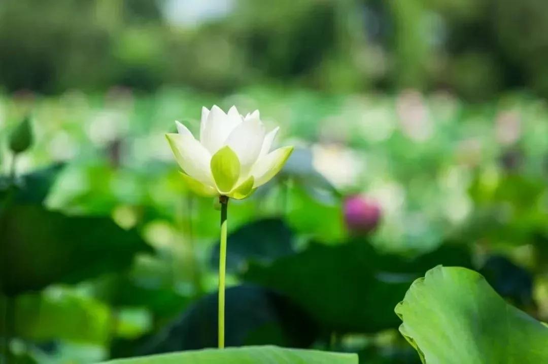 泼天流量轮到花农了，数字化时代下的花卉产业新机遇