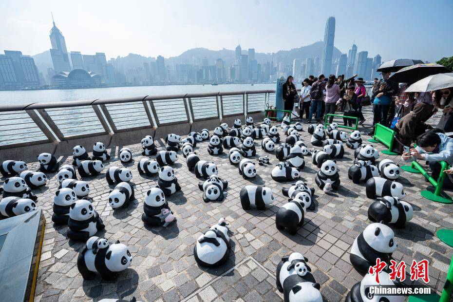 香港大熊猫年后展出