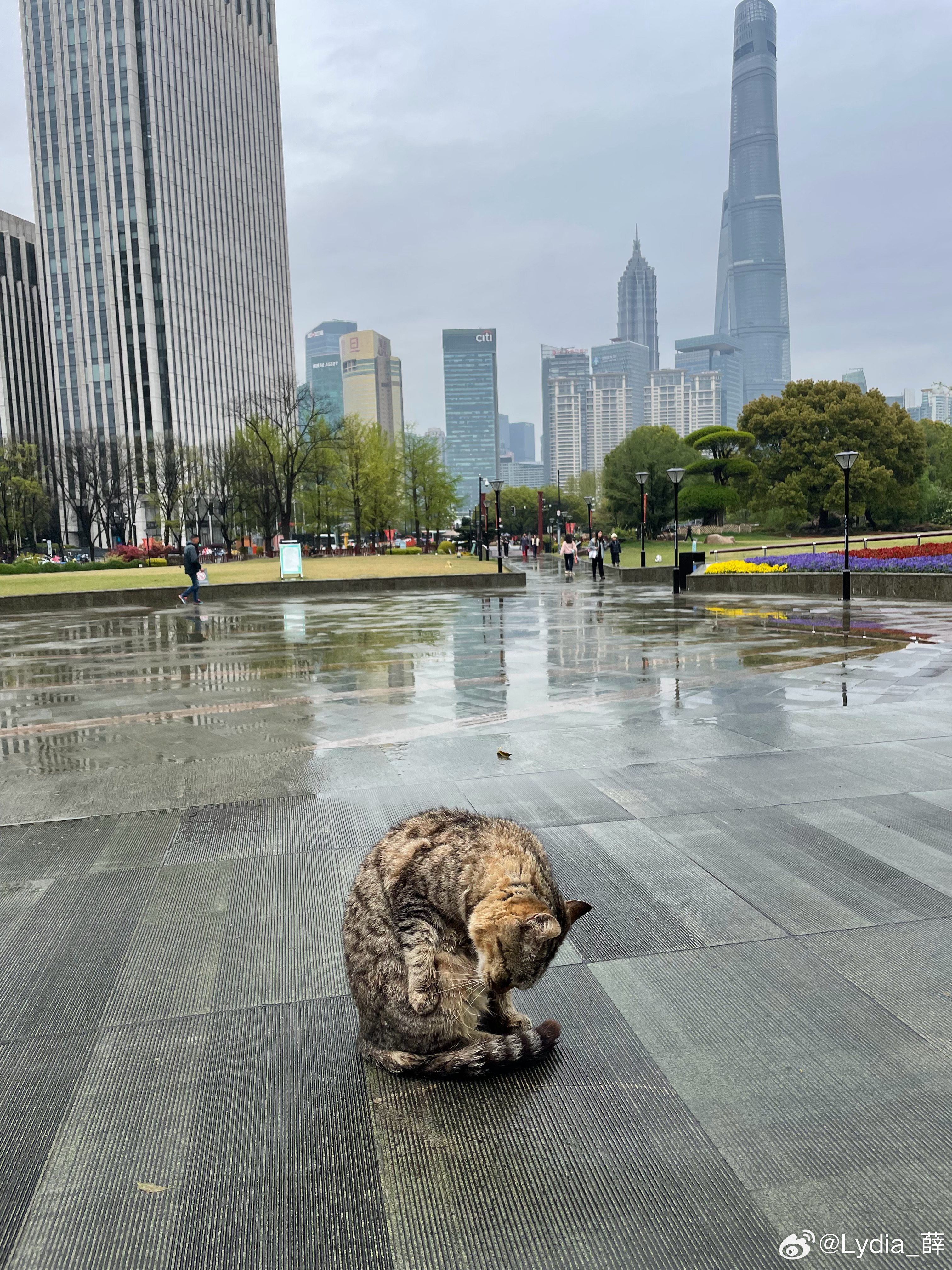 oiiai猫的风吹到了城市广场