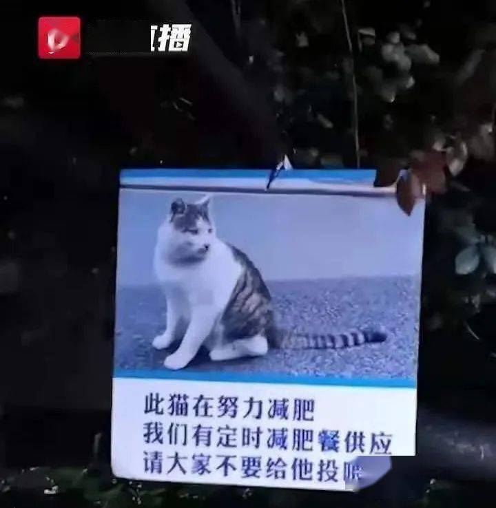 别惹路边的怪猫，Oiiai的神秘面纱