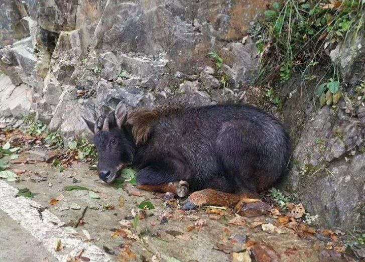 澳门四不像图